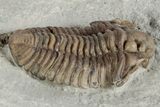 Fossil Trilobite (Calymene breviceps) - Waldron Shale #198717-3